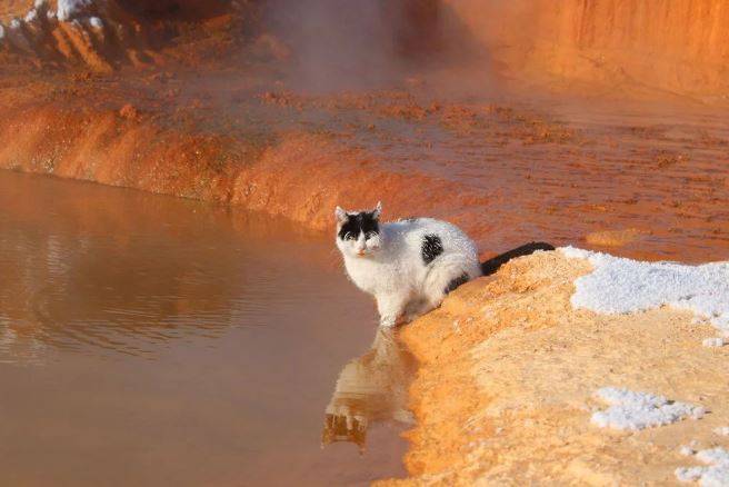 Burası Sibirya değil Sivas! Kedi soğuktan buz tuttu 4